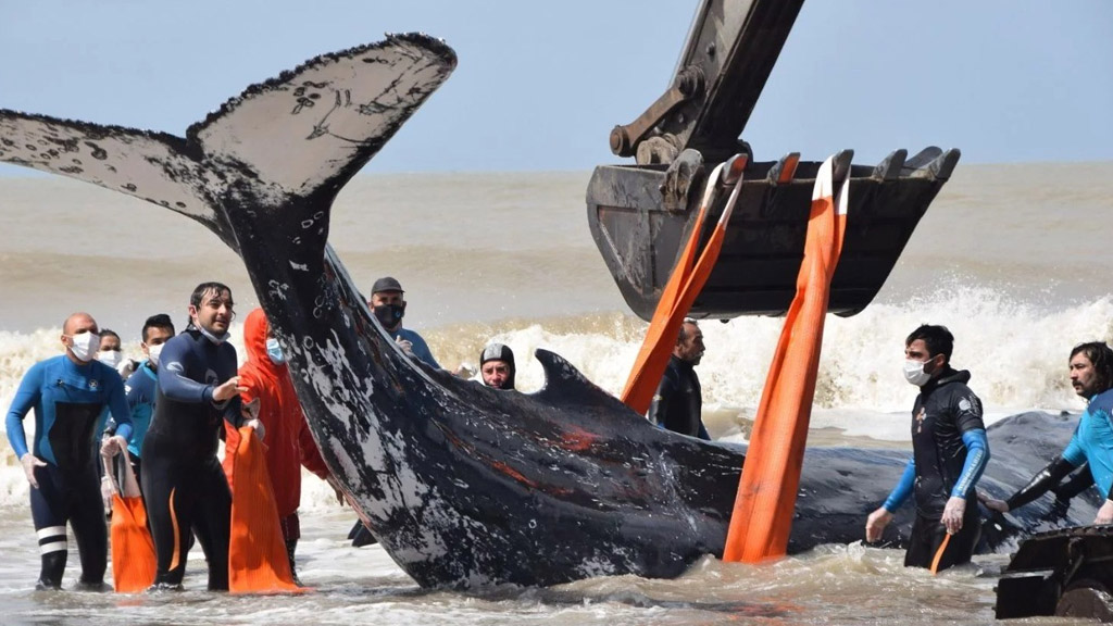 En videos: mirá el salvataje de ballenas varadas en la costa bonaerense
