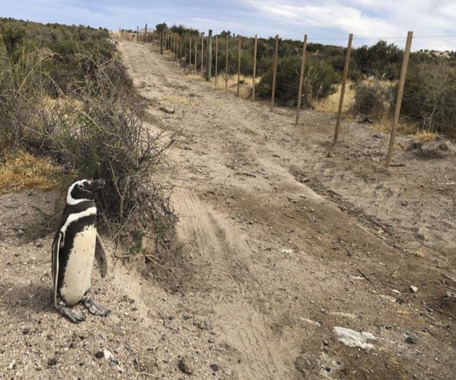 Chubut: el dueño de un campo aplastó más de 140 pingüinos y electrocutó a otro centenar