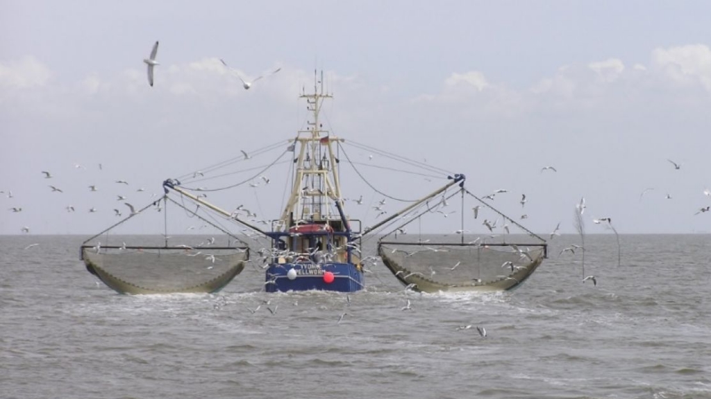 Cambios en las normas que regulan la captura del langostino en el Mar Argentino