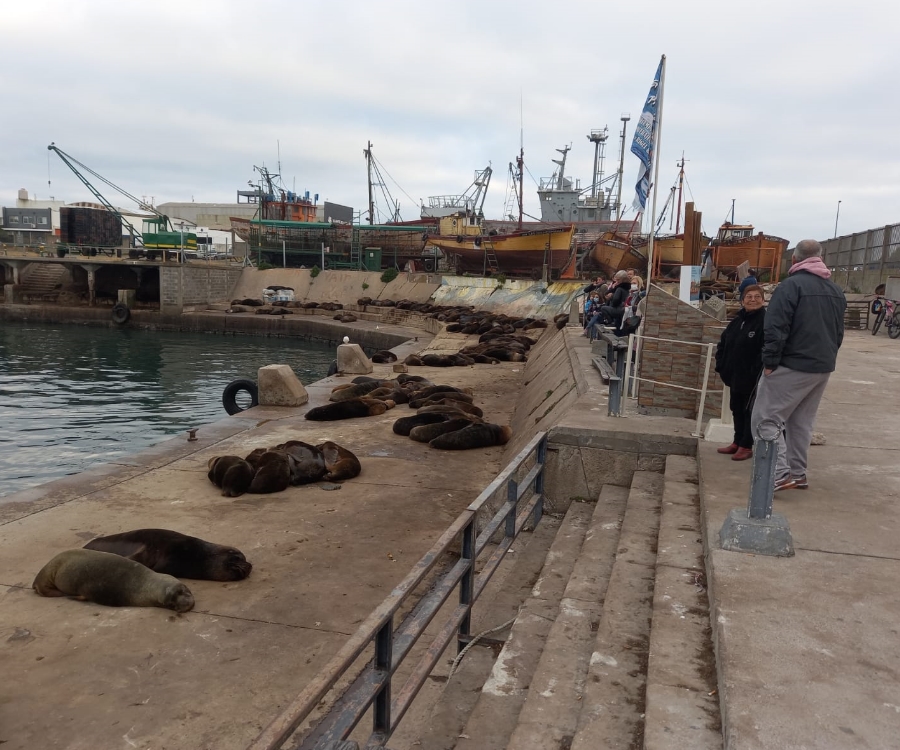 Mar del Plata: los lobos marinos mantienen su atractivo sin afectar áreas operativas