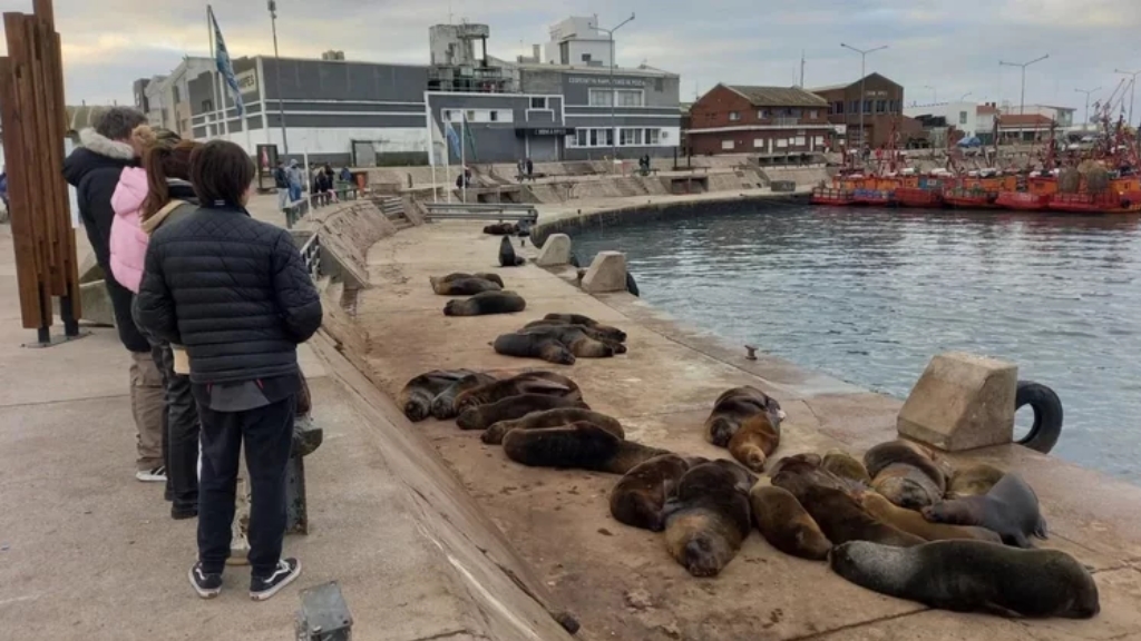 Alejaron a 300 lobos marinos de la banquina del puerto de Mar del Plata