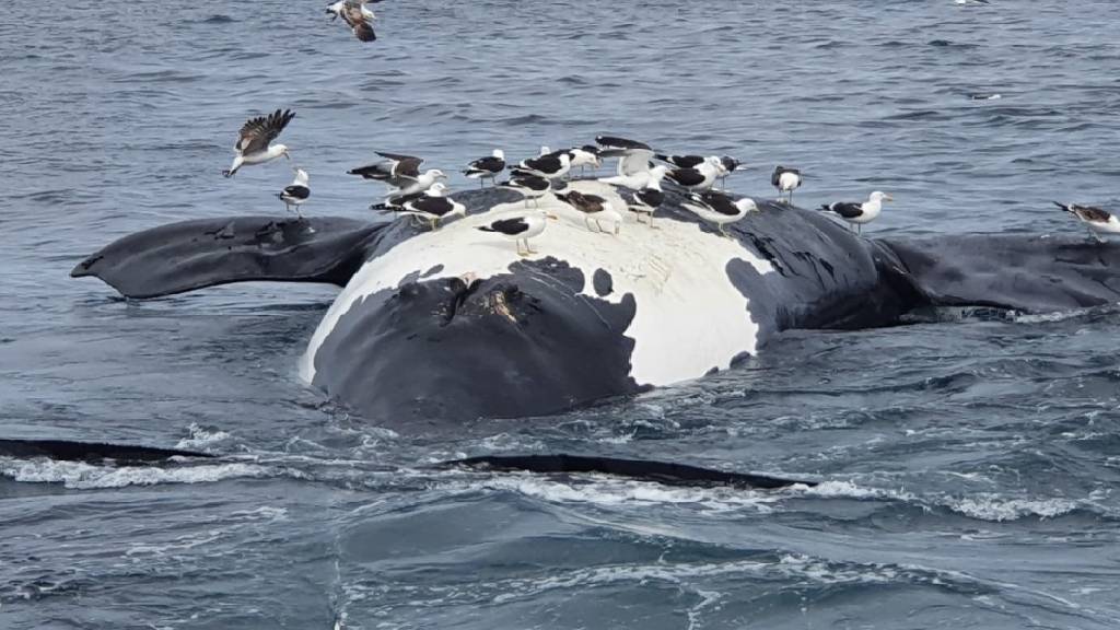 Alerta en Puerto Pirámides: en un día murieron seis ejemplares de ballena franca austral