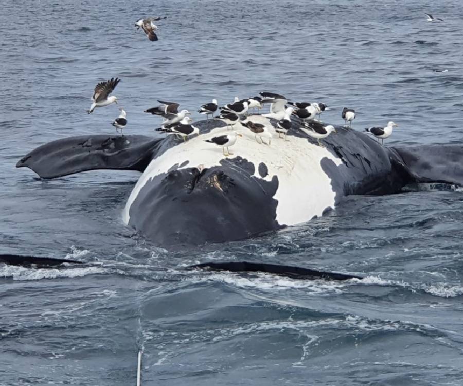 Alerta en Puerto Pirámides: en un día murieron seis ejemplares de ballena franca austral