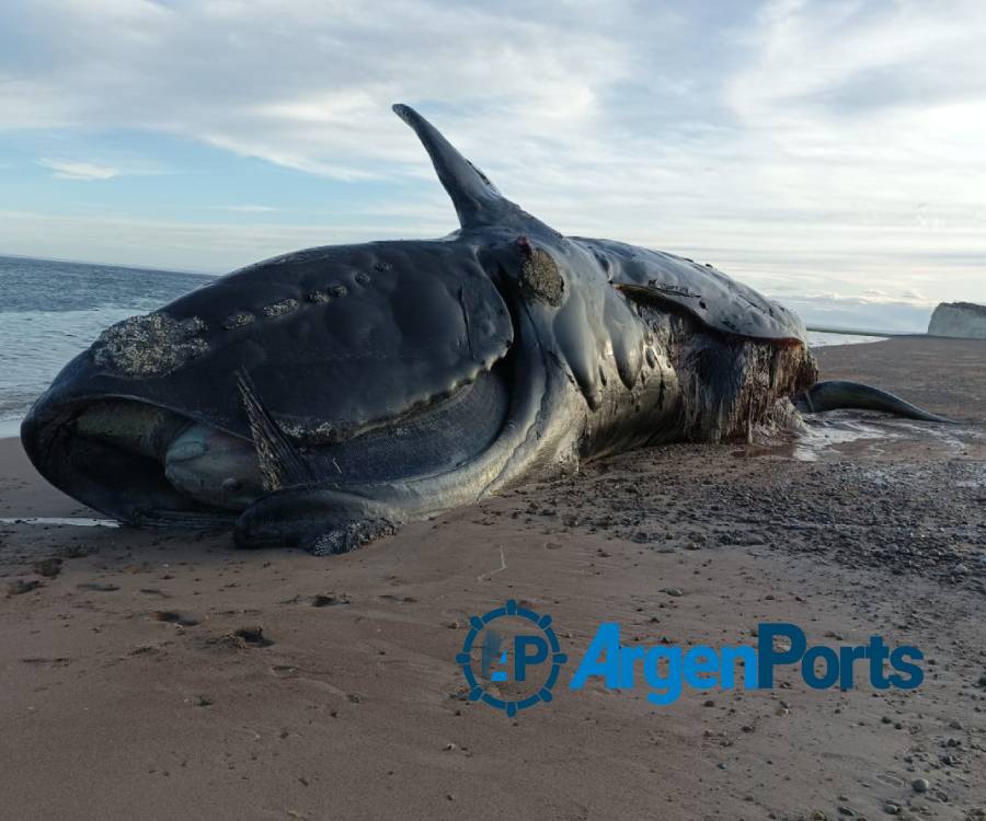 Mortandad de ballenas: investigadoras del INIDEP trabajan en Puerto Madryn