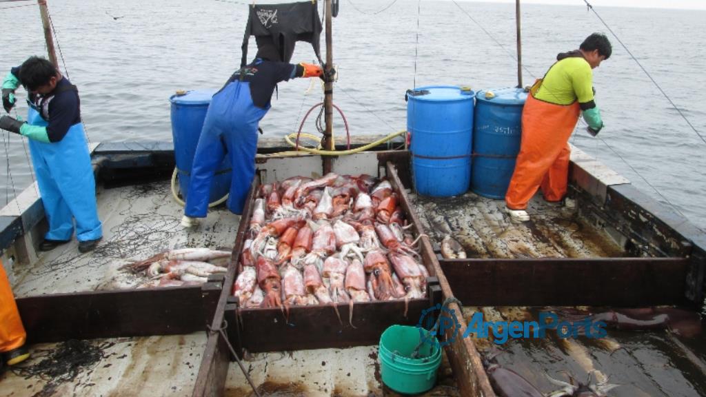 Cambios en la pesca del calamar para simplificar trámites y fortalecer controles
