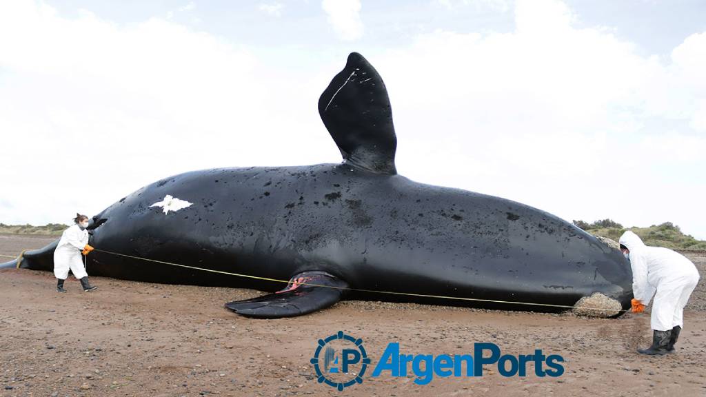 Chubut: ya son 30 las ballenas muertas en el Golfo Nuevo
