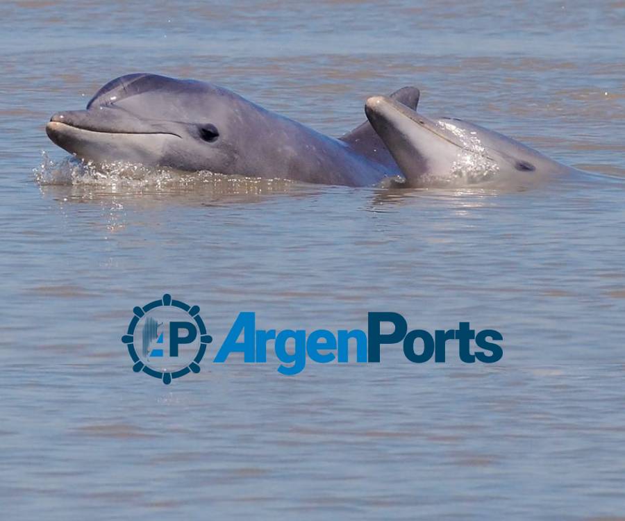 El puerto de Bahía Blanca avanza con un programa para la protección de delfines