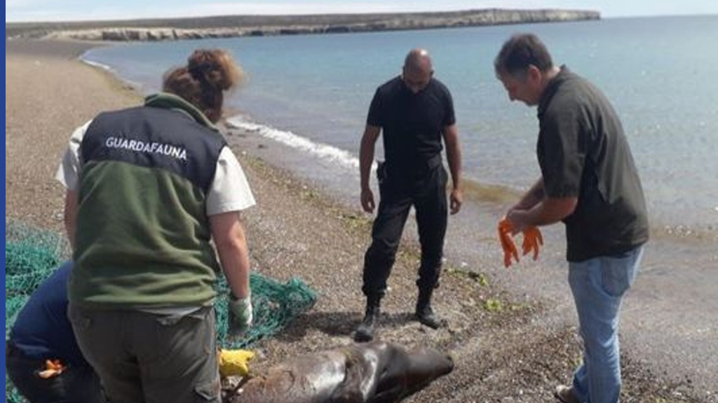 Aberrante: pescadores mataron a palazos a un lobo marino en la Península de Valdés