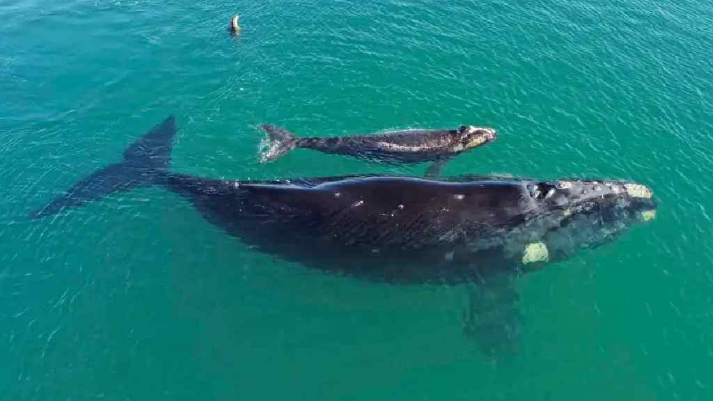 Cuestión de "filopatría": cada vez hay más ballenas con crías en el golfo San Matías