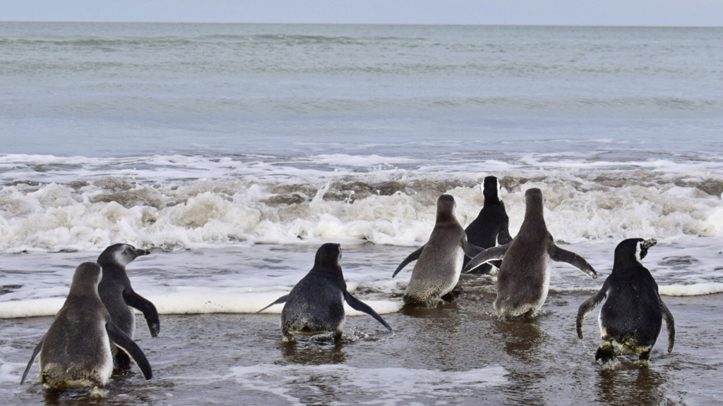 Video: el Puerto de Bahía Blanca acompañó la liberación de pingüinos en Monte Hermoso